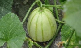 韩城吃瓜网红是谁啊图片,网络红人的崛起之路